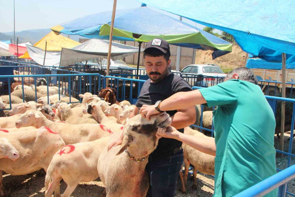 Dişi hayvanlara ultrason cihazıyla hamilelik kontrolü yapıldı