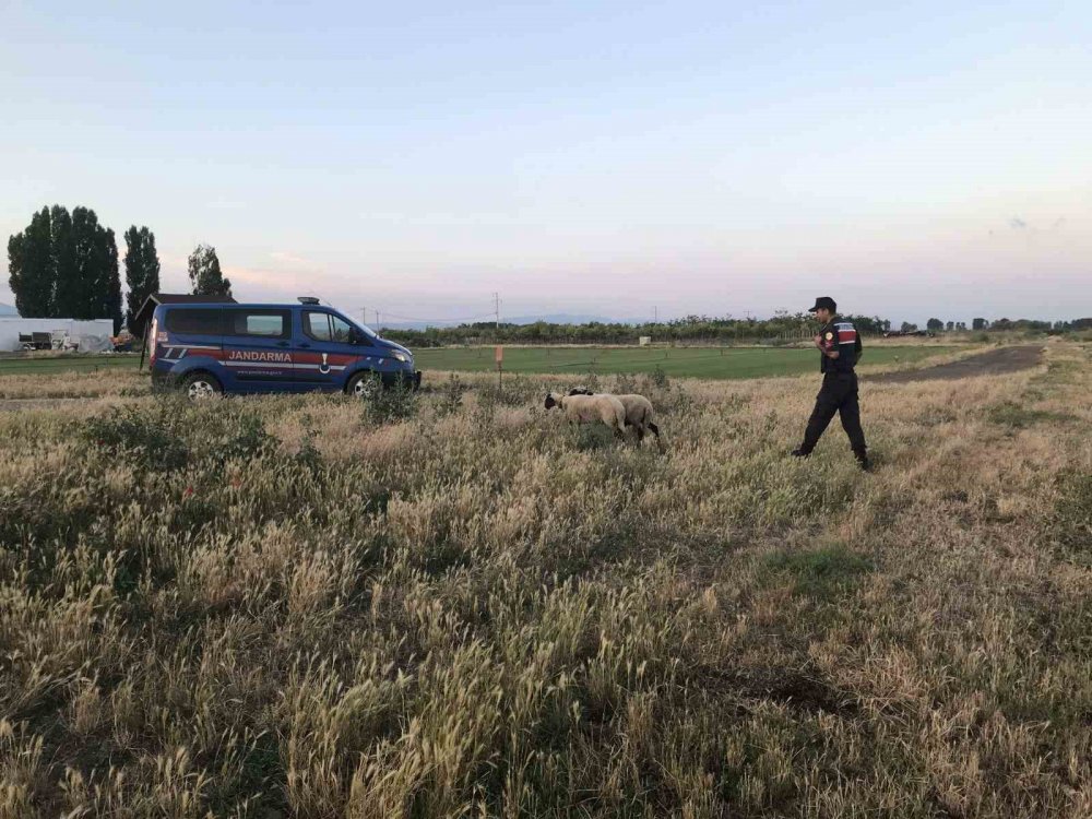 Kaybolan kurbanlık koyunları jandarma ekipleri buldu