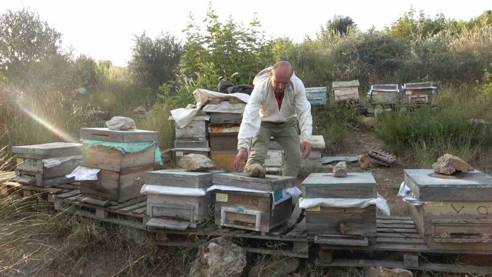 İginç hırsızlık...Arıları kovanlarıyla birlikte çaldılar