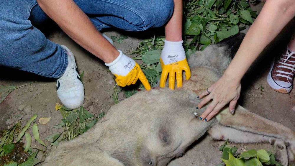 Köpeği av tüfeği ile vurarak öldürdü