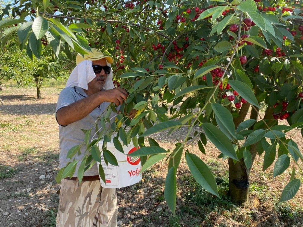 Vişne fiyatı üreticisini sevindirdi