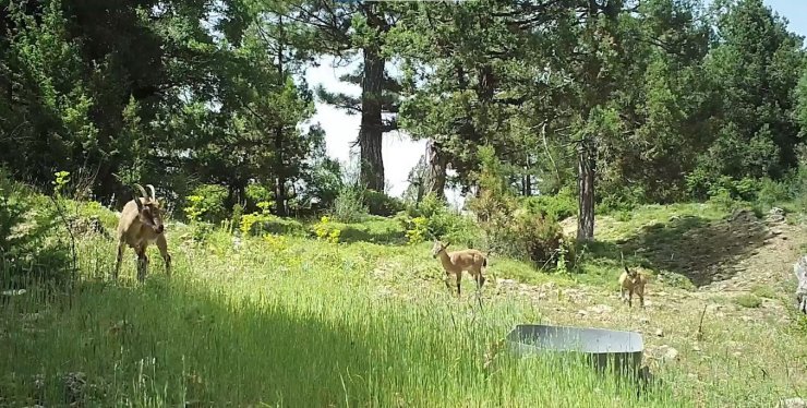 Burdur’da doğaya salınan yaban keçileri üremeye başladı