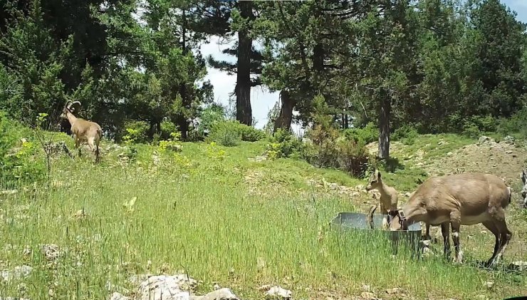 Burdur’da doğaya salınan yaban keçileri üremeye başladı