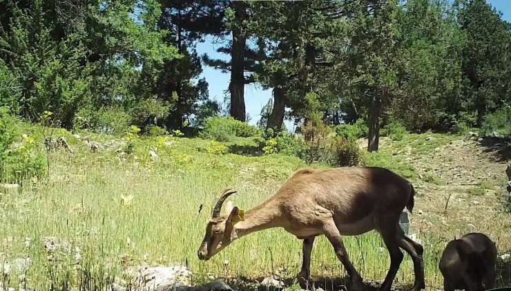 Burdur’da doğaya salınan yaban keçileri üremeye başladı