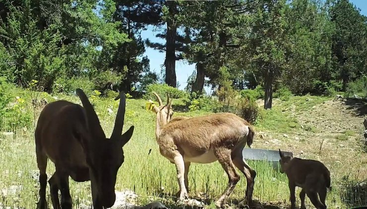 Burdur’da doğaya salınan yaban keçileri üremeye başladı