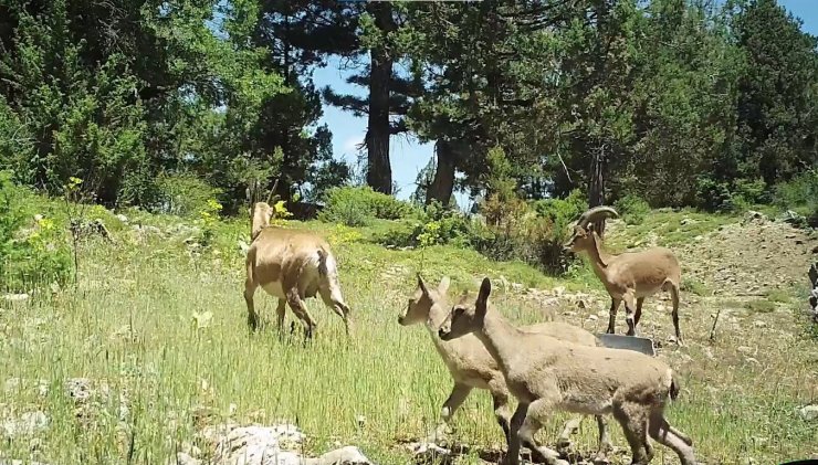 Burdur’da doğaya salınan yaban keçileri üremeye başladı