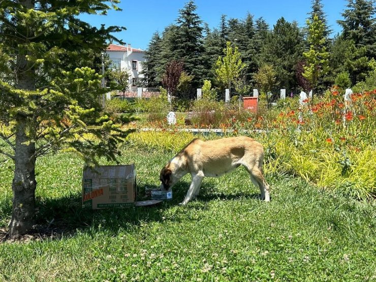 Eskişehir Ülkü Ocakları’ndan sokak hayvanlarına mama ve su desteği