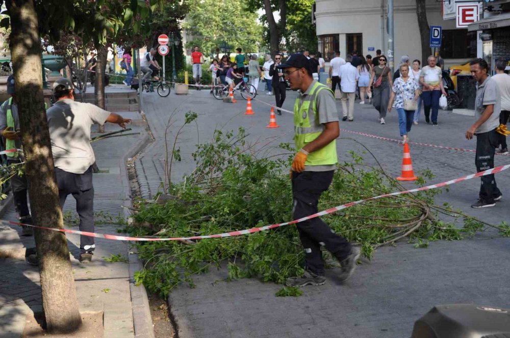 Ağaç Devrildi, 3’ü Çocuk 11 Kişi Altında Kaldı