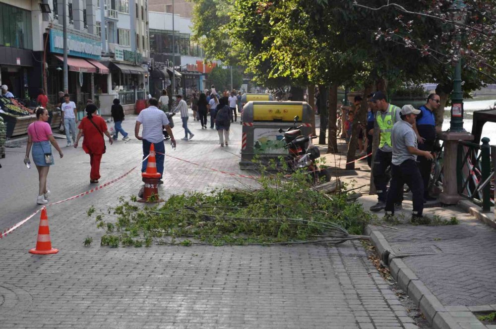 Ağaç Devrildi, 3’ü Çocuk 11 Kişi Altında Kaldı