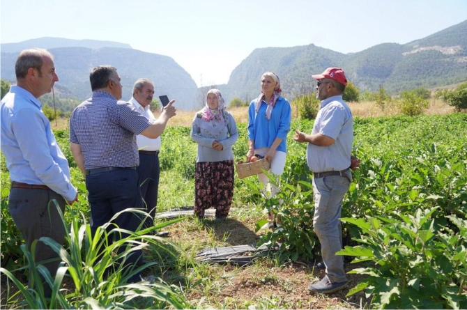 dagittiklari-fidelerin-mahsullerini-elleriyle-topladi-2.jpg