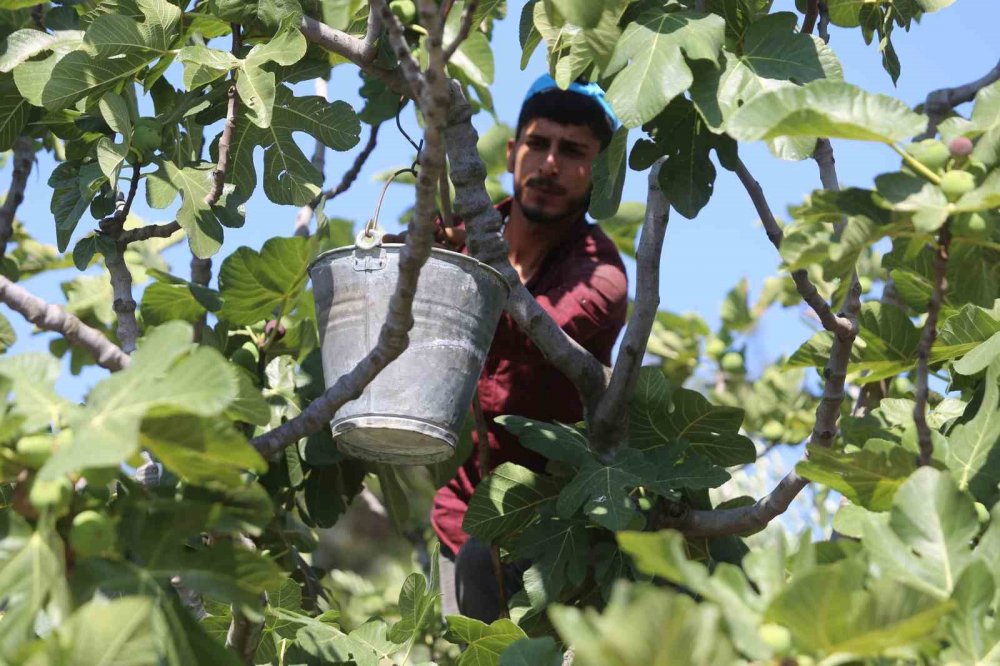 Siyah İncirde Hasat Zamanı