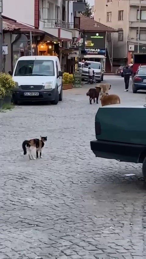 Cesur Kedi Boyundan Büyük 3 Köpeğe Kafa Tutup Sokaktan Geçirmedi