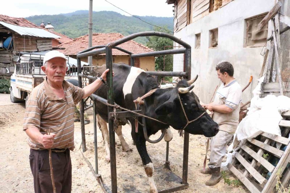 İneklere Manikür - Pedikür Yapıyor