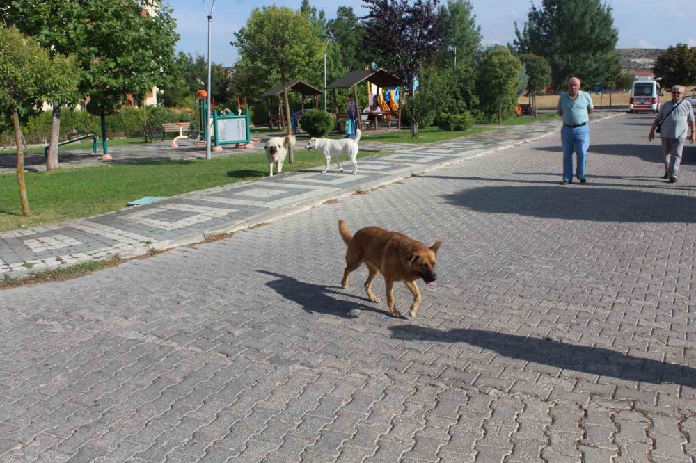 Başıboş Köpek Sorunu Mahalle Halkını İsyan Ettirdi