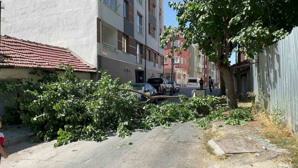 Yola Devrilen Ağaç Korkuttu