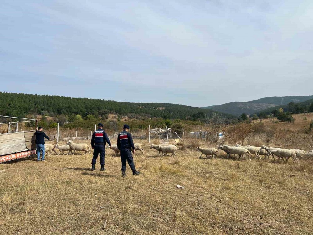 Kaybolan Küçükbaş Hayvan Sürüsü, Jandarma Ekiplerince Bulundu