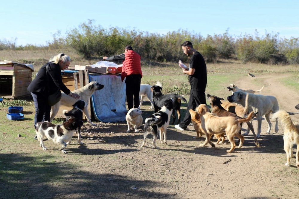 "Daha sonra alacağız" diyerek 80 köpeği boş araziye bıraktılar