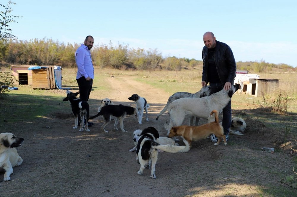 "Daha sonra alacağız" diyerek 80 köpeği boş araziye bıraktılar