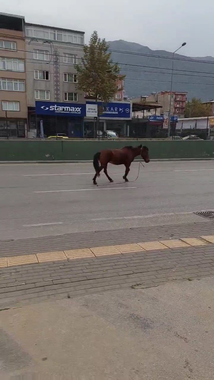 Yola çıkan başıboş at tehlike saçtı