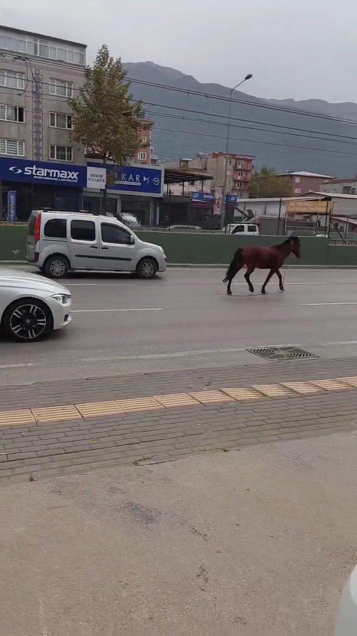 Yola çıkan başıboş at tehlike saçtı