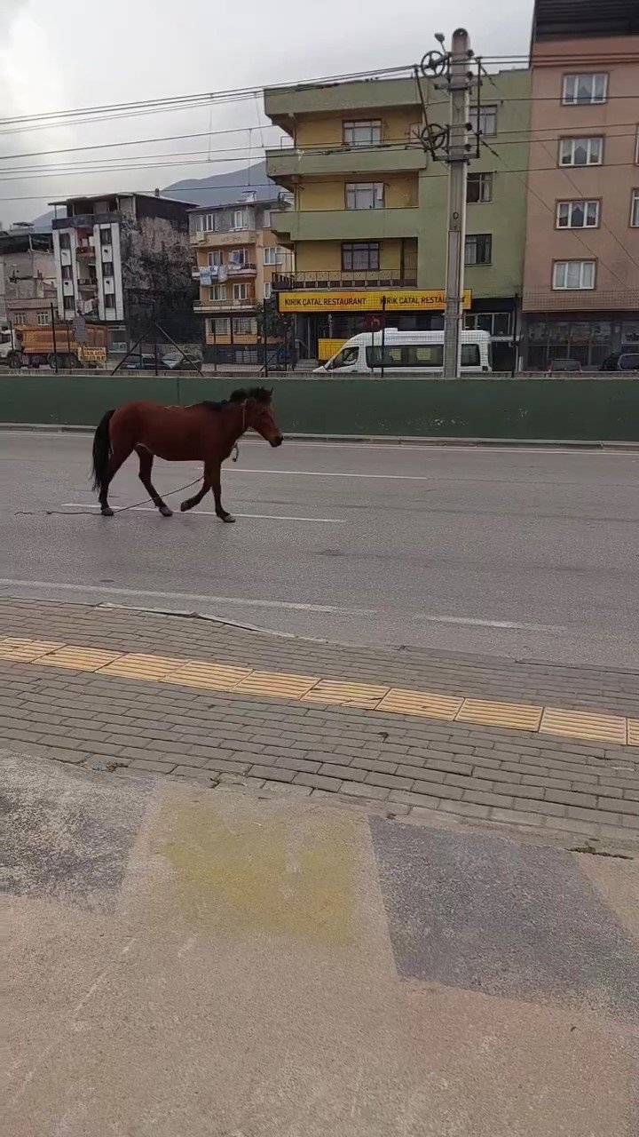 Yola çıkan başıboş at tehlike saçtı