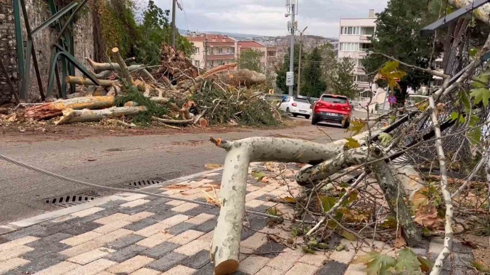 Şiddetli Rüzgar 250 Yıllık Çınarı Devirdi