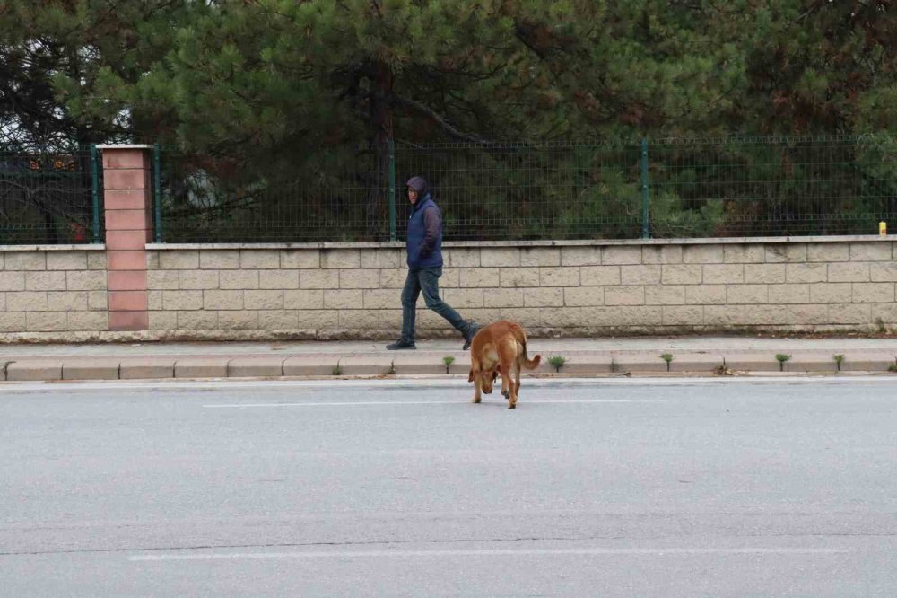 Yol Ortasında Bekleyen Köpek Sürücülere Zor Anlar Yaşattı