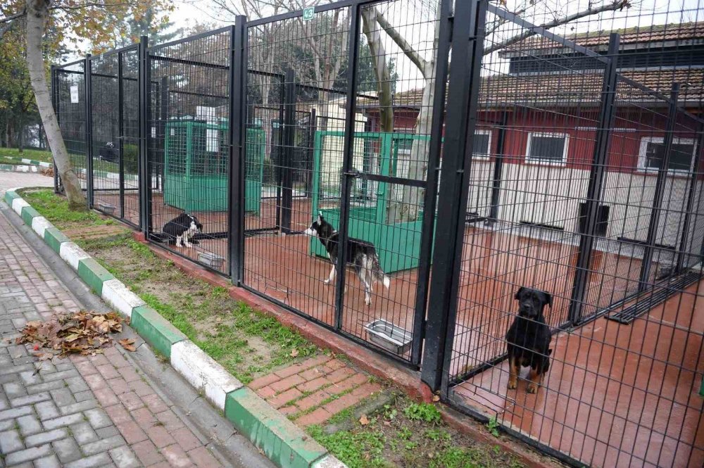 Başıboş Köpekler Mercek Altında