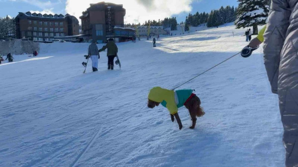 Profesyonel Kayakçı Ve Köpeğin Çarpışması Kameraya Böyle Yansıdı