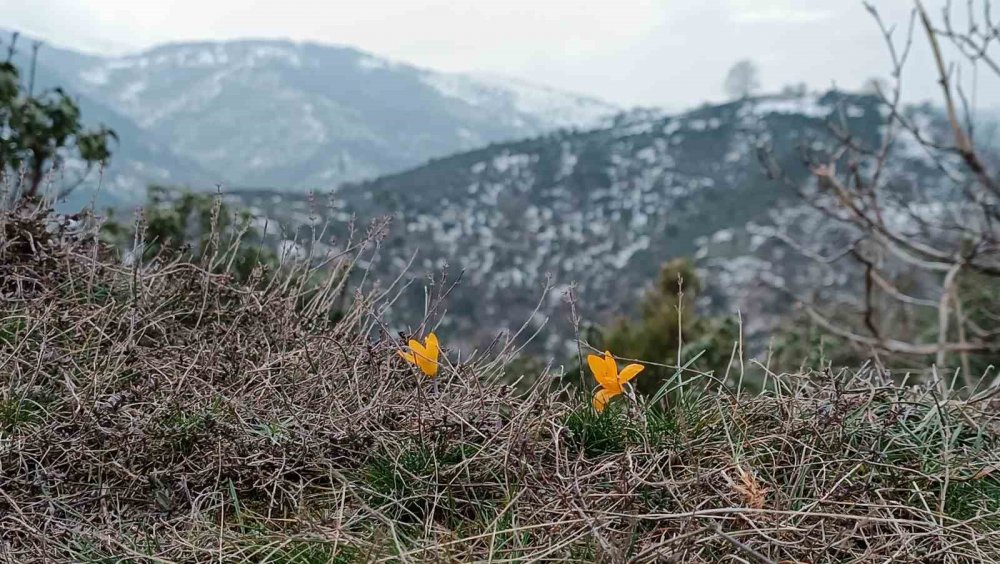 Kar Ve Çiçek Açan Çiğdemler Yan Yana