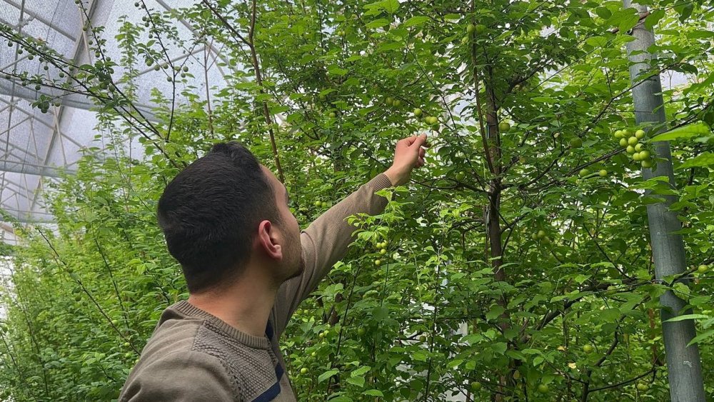 Eriğin İlk Hasadını Yaptılar...fiyatı Altınla Yarışıyor