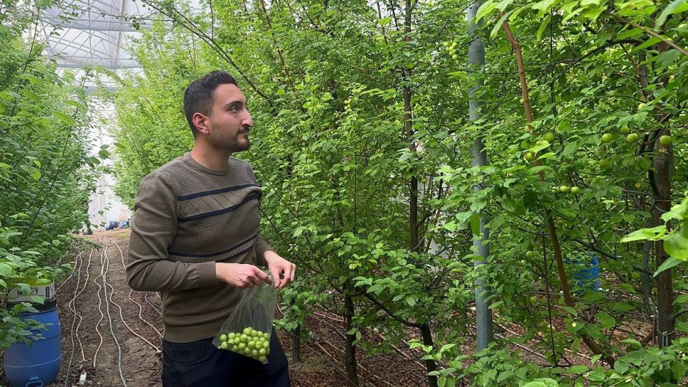 Eriğin İlk Hasadını Yaptılar...fiyatı Altınla Yarışıyor