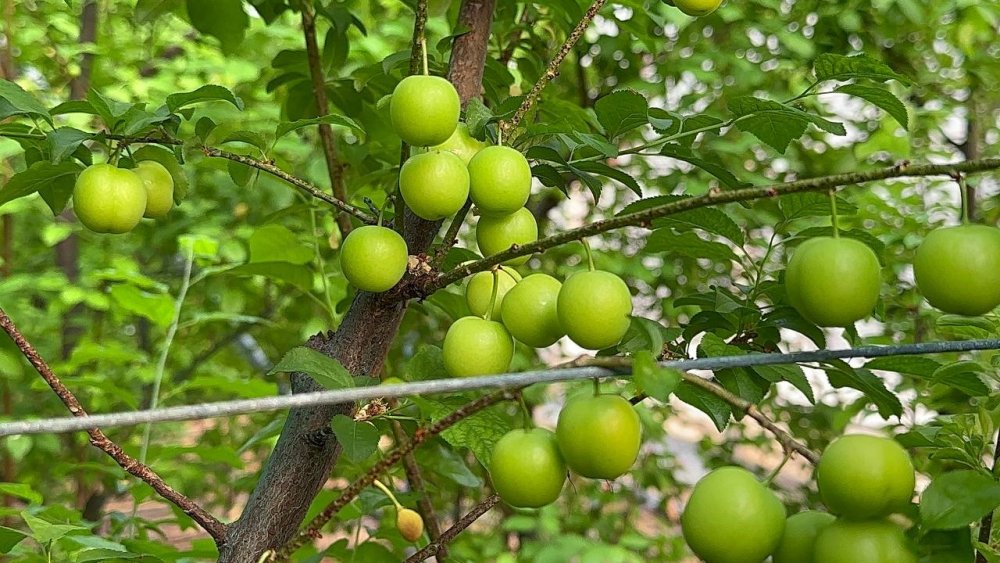 Eriğin İlk Hasadını Yaptılar...fiyatı Altınla Yarışıyor