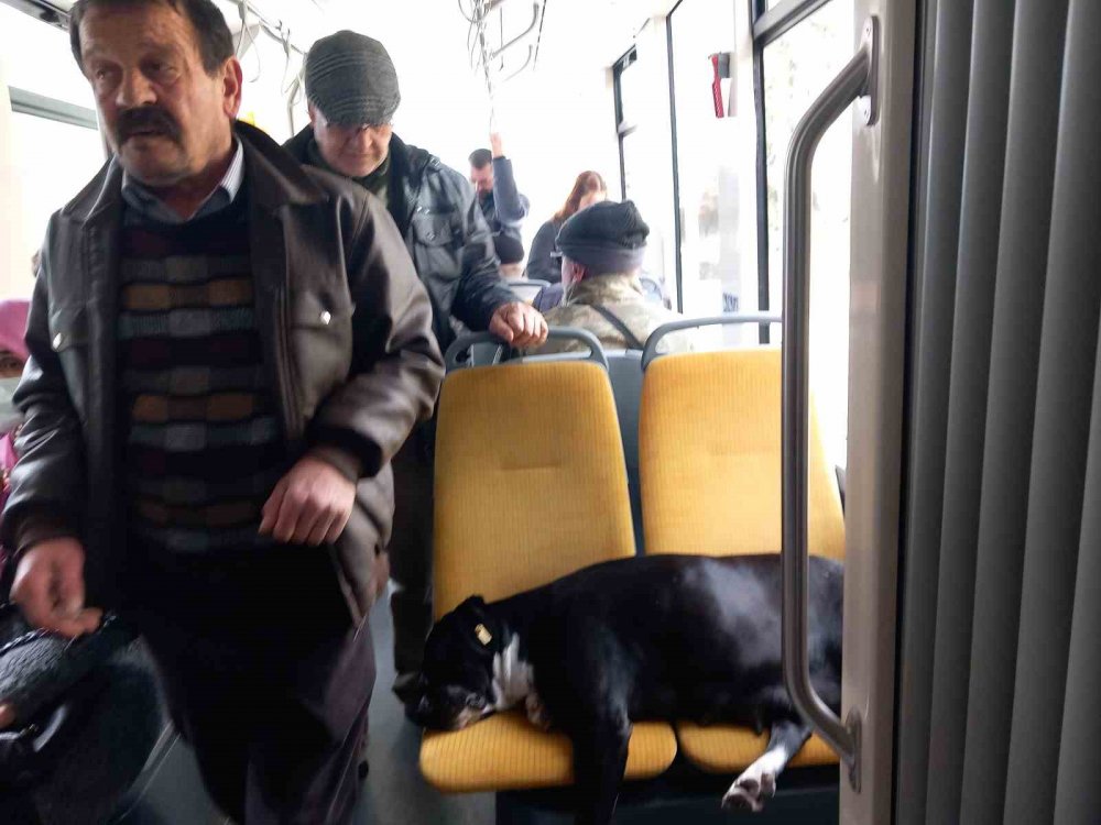 Köpek Koltukta Uyudu, Yolcu Ayakta Seyahat Yaptı