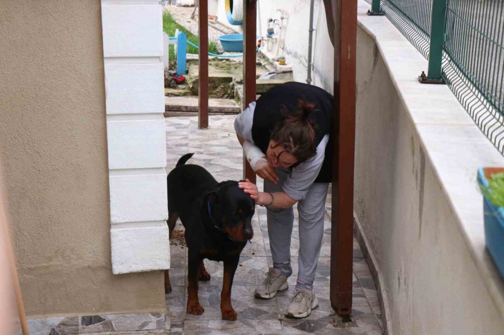 Beslediği Köpeğin Aynı Cinsi Tarafından Sokakta Saldırıya Uğradı, Dehşet Anlarını Böyle Anlattı