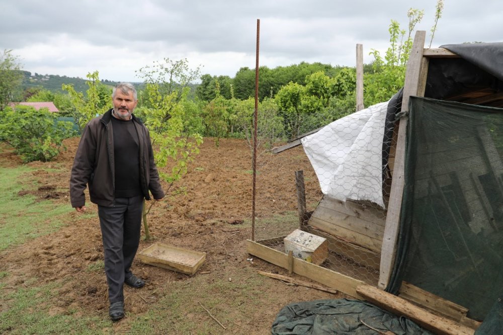 Başıboş Köpekler, 60’dan Fazla Tavuk Ve Ördek Yavrusunu Telef Etti