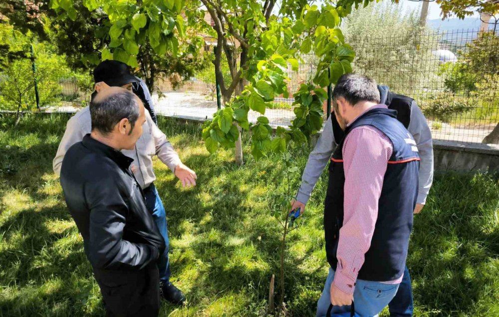 Çiftçilere Uygulamalı Budama Ve Aşılama Eğitimi