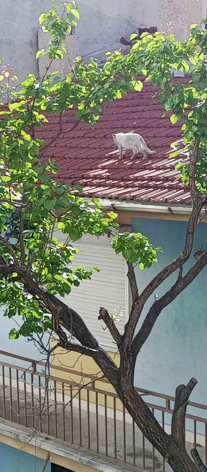 Bir Haftadır Çatıda Olan Kedi Kurtarılmayı Bekliyor