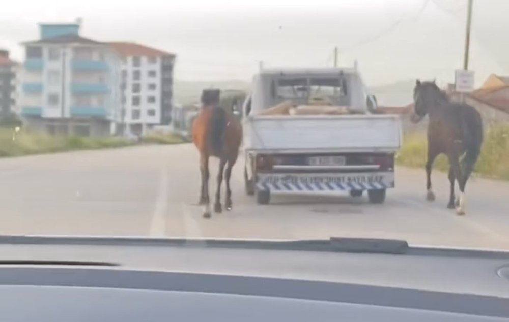 Atları Aracın Arkasına Bağlayıp Koşturdu!