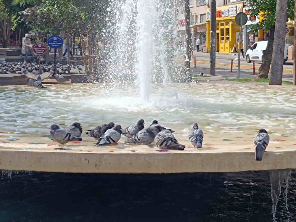 Güvercinlerin Havuz Keyfi