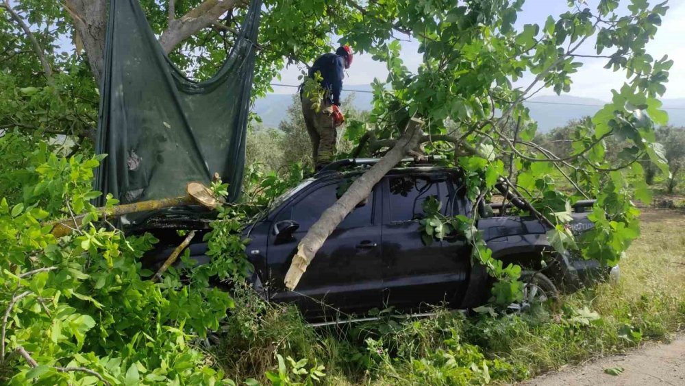 Kontrolden Çıkan Kamyonet Ağaca Çarptı