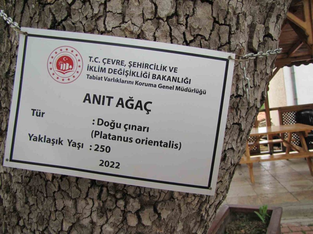 250 Yıllık Çınar Ağacı İlgi Odağı