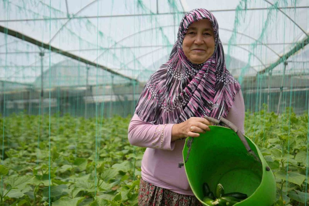 Bilecik'te Salatalık Hasadı Başladı