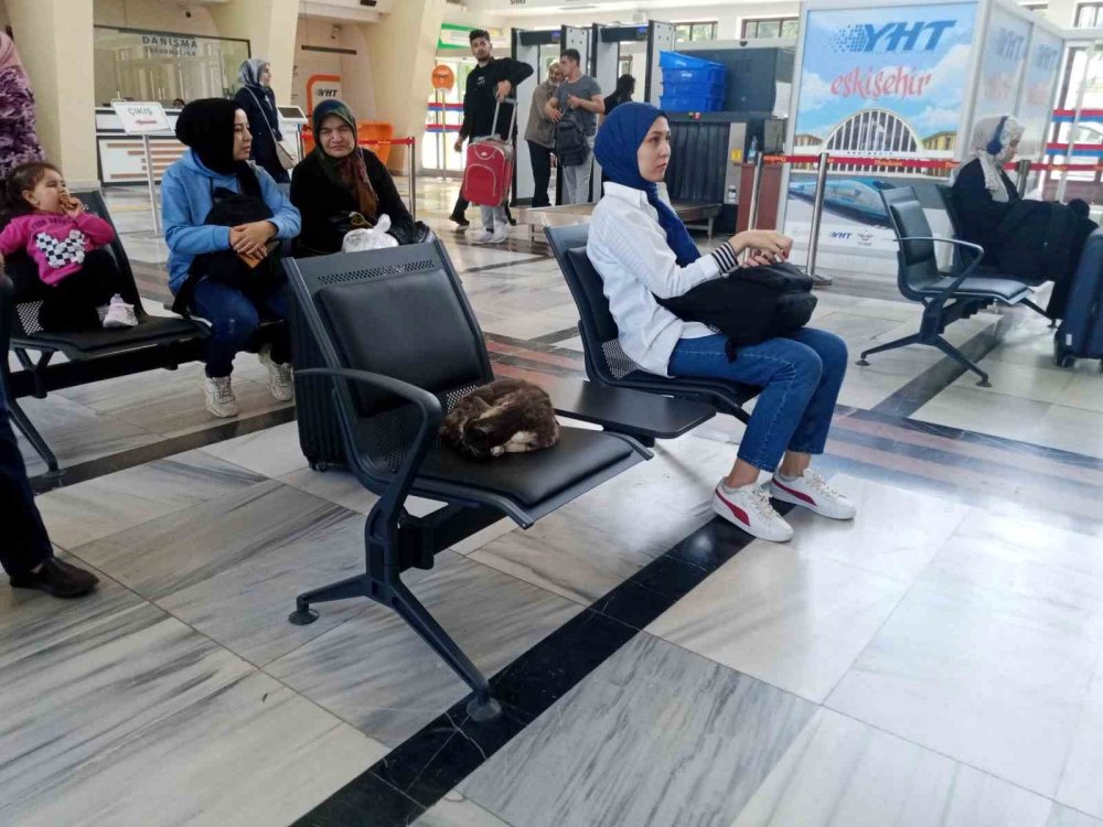 Sokak Gürültüsünden Kaçan Kedi Tren Garında Uyudu