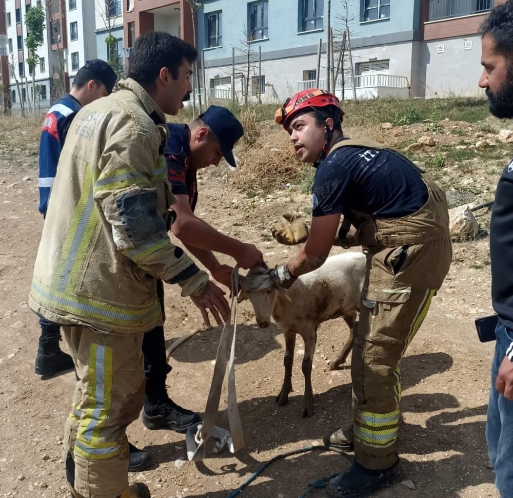 Kapağı Açık Rögara Düşen Küçükbaş Hayvanı İtfaiye Kurtardı