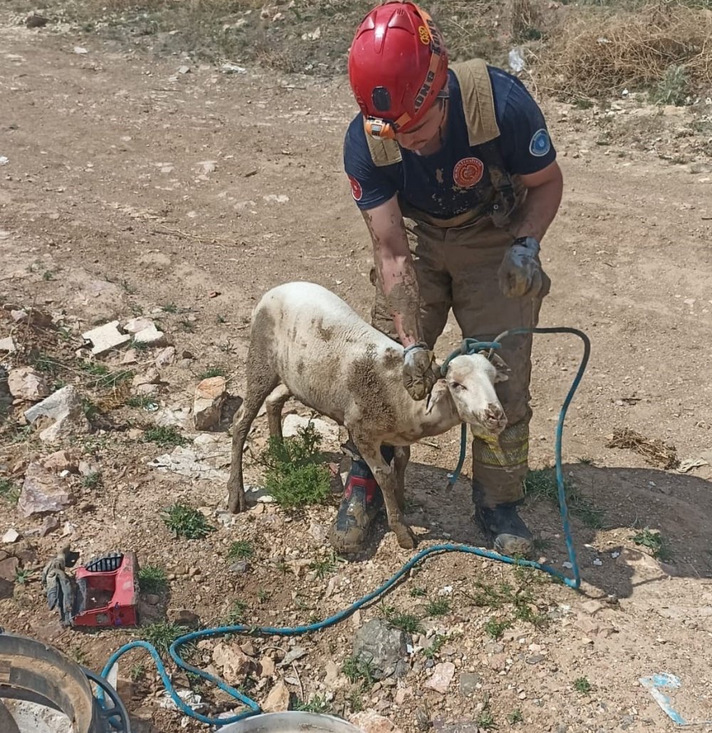 Kapağı Açık Rögara Düşen Küçükbaş Hayvanı İtfaiye Kurtardı