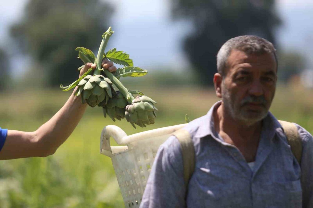 Enginarda Rekolte Yarıya Düştü