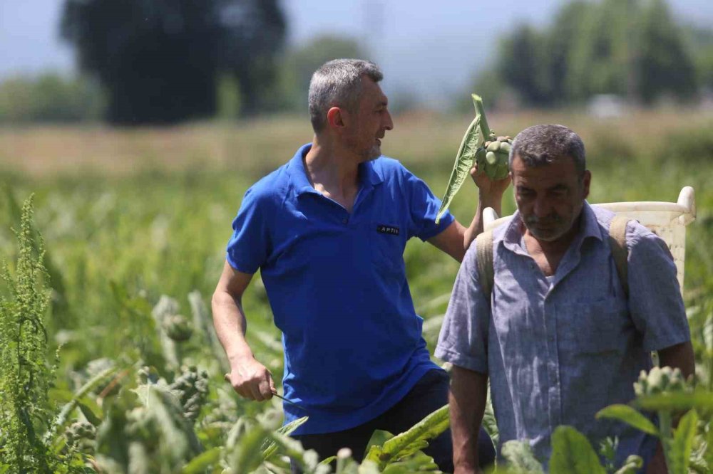 Enginarda Rekolte Yarıya Düştü