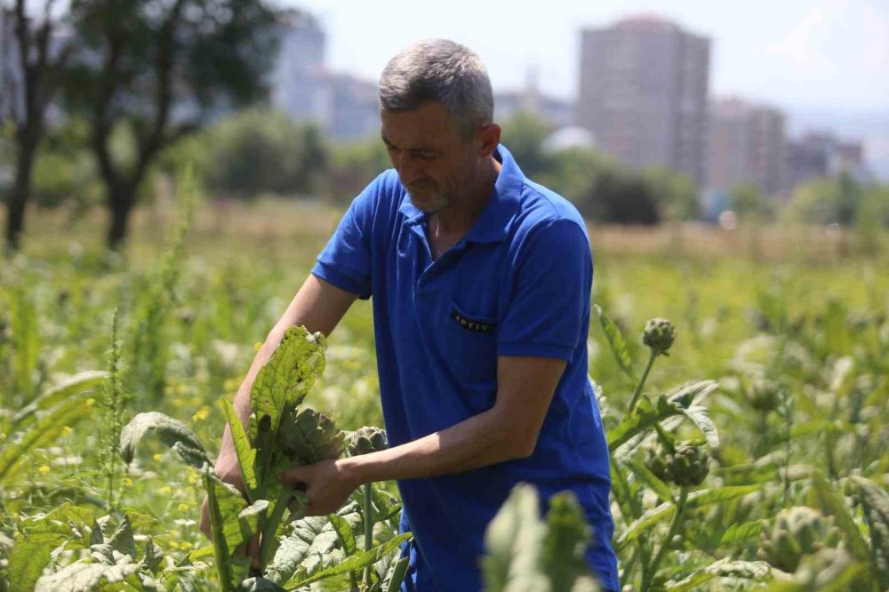 Enginarda Rekolte Yarıya Düştü