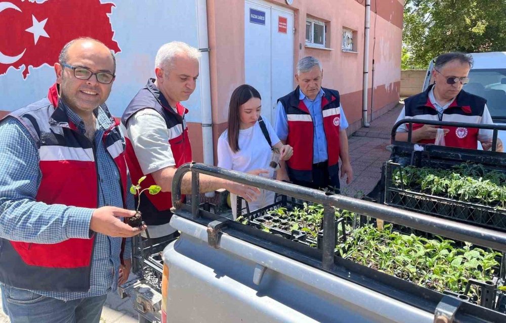 İlkokul Öğrencilerine 300 Adet Sebze Fidesi Dağıtıldı